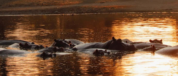 Hippo Mana River Camp.jpg Hippo Mana River Camp.jpg