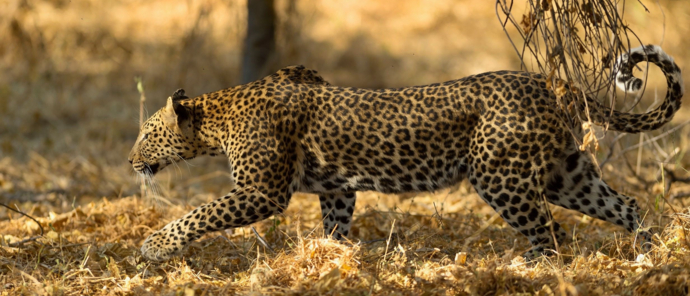 Machaba Camp Wildlife Sightings March 2025 Leopard Stalking Prey Machaba Camp Wildlife Sightings March 2025 Leopard Stalking Prey