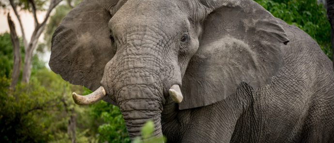 Machaba Deteema Springs Camp Wildlife Sightings April 2025 Enormous Elephant In Zimbabwe Machaba Deteema Springs Camp Wildlife Sightings April 2025 Enormous Elephant In Zimbabwe