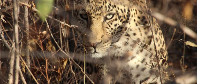 Machaba Ingwe Pan Camp Wildlife Sightings May 2025 Leopard In The Wild Machaba Ingwe Pan Camp Wildlife Sightings May 2025 Leopard In The Wild