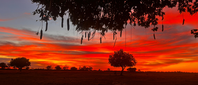 Machaba Botswana Okavango Delta Monachira Camp Wildlife Sightings November 2025 Sunset