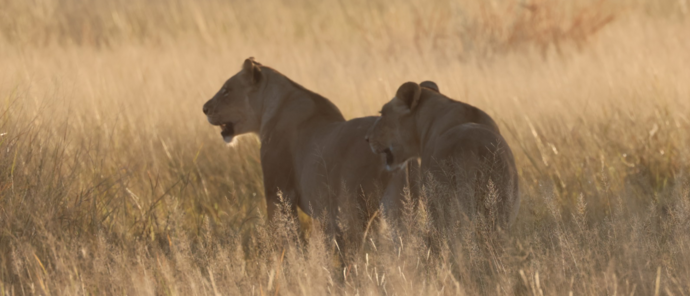 Machaba Gomoti Plains Camp Wildlife Sightings March 2026 Lionesses Prowling Botswana