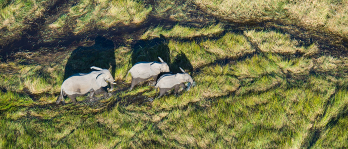 Machaba Safaris Okavango Delta Fly In Elephants Walking Through Delta