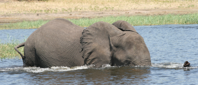 Machaba Ngoma Safari Lodge Wildlife Sightings April 2026 Elephant Swimming