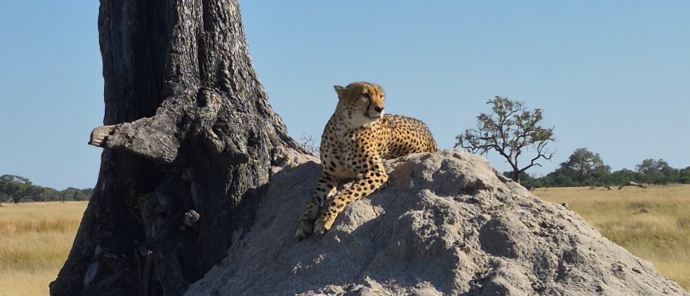 Machaba Verneys Camp Wildlife Sightings May 2026 Cheetah Cheese Boys