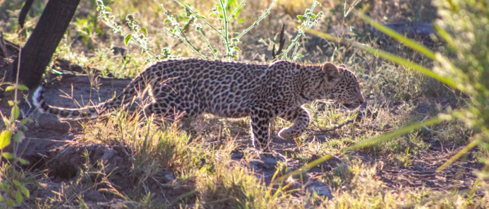Machaba Gomoti Plains Camp Wildlife Sightings May 2026 Leoprad Hunting In The Okavango