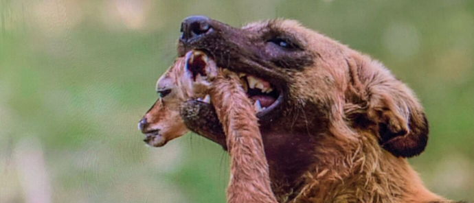 Machaba Botswana Okavango Delta Machaba Camp Wild Dog And Impala Sightings November 2019 Machaba Botswana Okavango Delta Machaba Camp Wild Dog And Impala Sightings November 2019