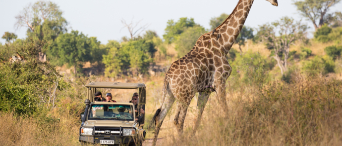Machaba Botswana Chobe Ngoma Sighting July 2020 Giraffe Machaba Botswana Chobe Ngoma Sighting July 2020 Giraffe