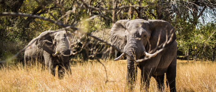 Botswana Okavango Delta Machaba Camp Sightings June 2021 Elephant