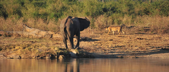 Zimbabwe Hwange Deteema Springs Sightings June 2021 Elephant Water Zimbabwe Hwange Deteema Springs Sightings June 2021 Elephant Water