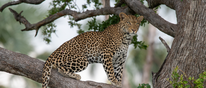 Botswana Gomoti Plains Leopard Botswana Gomoti Plains Leopard