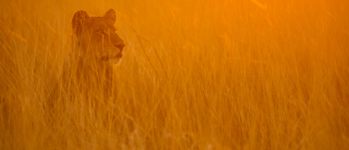 Botswana Machaba Camp Lion Botswana Machaba Camp Lion