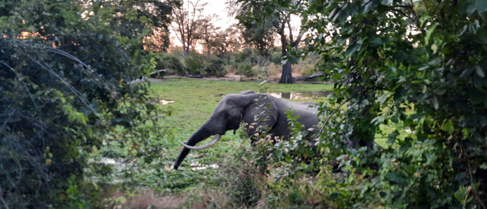 Machaba Safaris Ingwe Pan Elephant Machaba Safaris Ingwe Pan Elephant