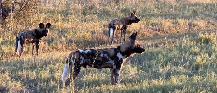 Wilddogs spotted in open field Wilddogs spotted in open field