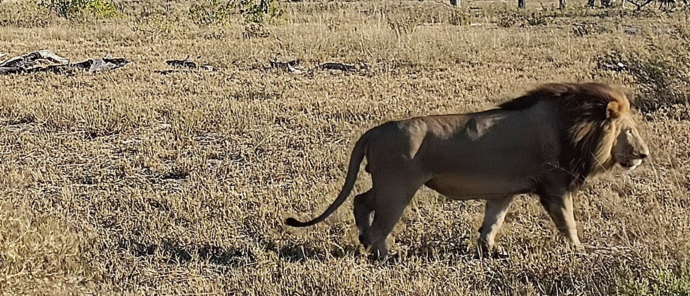 Machaba Monachira Camp Wildlife Sightings July 2025 Male Lion Hunting In The Okavango Machaba Monachira Camp Wildlife Sightings July 2025 Male Lion Hunting In The Okavango