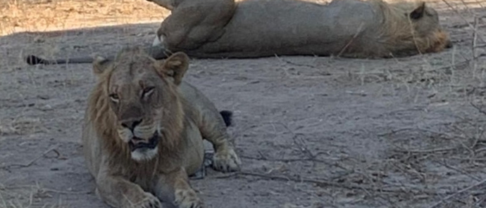 Machaba Ingwe Pan Camp Wildlife Sightings August 2025 Close Encounter With Lions Machaba Ingwe Pan Camp Wildlife Sightings August 2025 Close Encounter With Lions