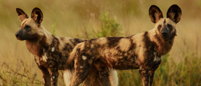 Machaba Kiri Camp Wildlife Sightings May 2026 African Wild Dogs In The Okavango