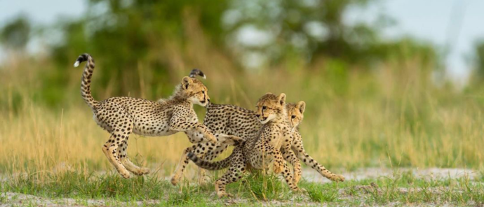 Botswana Gomoti Camp Cheetah Cubs.jpeg Botswana Gomoti Camp Cheetah Cubs.jpeg