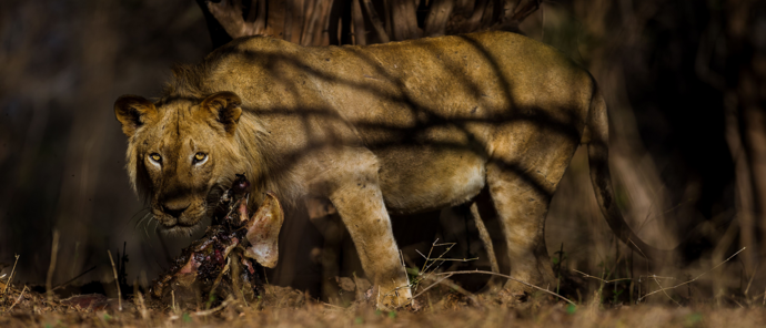 Machab Safaris Zimbabwe Ingwe Pan Lions Machab Safaris Zimbabwe Ingwe Pan Lions