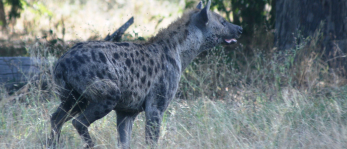 Machaba Camp Wildlife Sightings March 2025 Hyena On The Plains Machaba Camp Wildlife Sightings March 2025 Hyena On The Plains