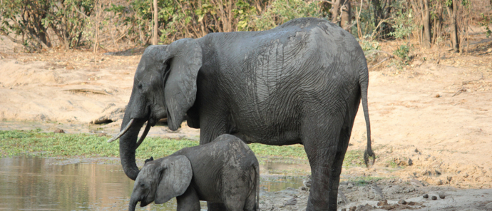 Machaba Zimbabwe Mana Pools Ingwe Pan Elephant And Calf Machaba Zimbabwe Mana Pools Ingwe Pan Elephant And Calf