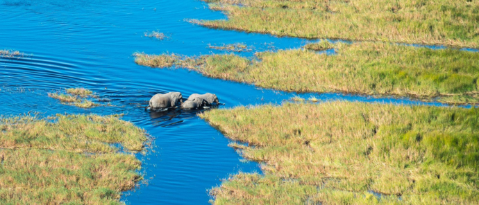 Machaba Safaris Okavango Delta Fly In Elephants In Water