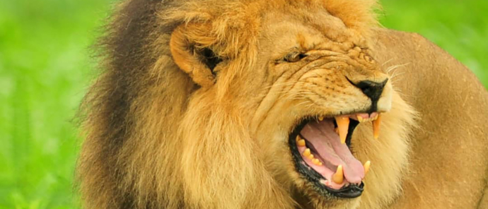 Zimbabwe Hwange National Park Deteema Springs Camp Wildlife Sightings December 2020 Lion Male Roar Zimbabwe Hwange National Park Deteema Springs Camp Wildlife Sightings December 2020 Lion Male Roar