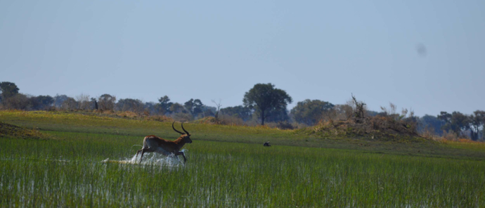 Machaba Camp Botswana Kiri Camp Wildlife Stories July 2022 Ram Running From Wild Dogs Machaba Camp Botswana Kiri Camp Wildlife Stories July 2022 Ram Running From Wild Dogs