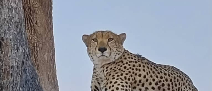 Cheetah Resting.jpg Cheetah Resting.jpg