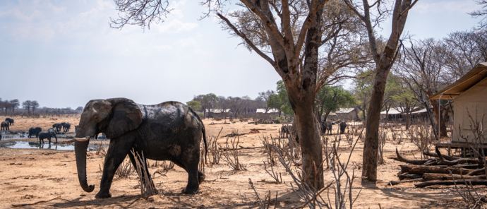 Verneys Sightings September 2024 Elephant In Camp Verneys Sightings September 2024 Elephant In Camp