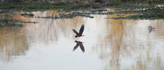 Machaba Ingwe Pan Camp Wildlife Sightings September 2025 Bird Flying Over Watering Hole Machaba Ingwe Pan Camp Wildlife Sightings September 2025 Bird Flying Over Watering Hole