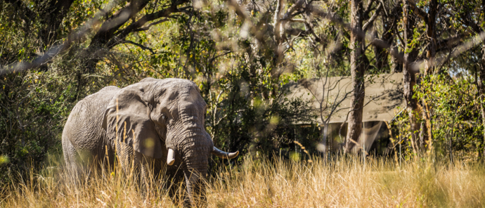 Botswana Okavango Delta Machaba Camp Wildlife Sightings Machaba Camp Elephant Room Botswana Okavango Delta Machaba Camp Wildlife Sightings Machaba Camp Elephant Room