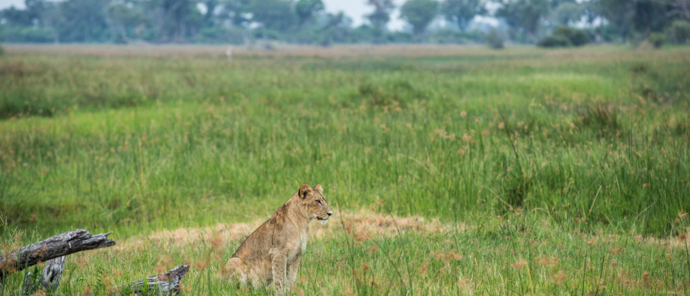 Botswana Okavango Delta Gomoti Camp Oct 2021 Wildlife Sightings Lioness Botswana Okavango Delta Gomoti Camp Oct 2021 Wildlife Sightings Lioness