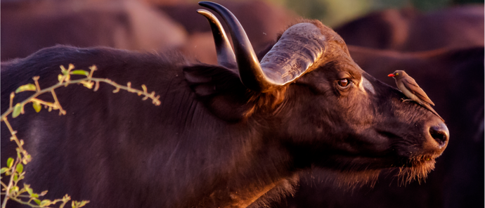 Ngoma Safari Lodge Buffalo Ngoma Safari Lodge Buffalo