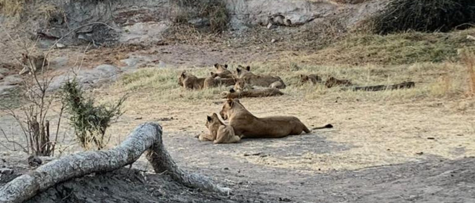 A pride of lions feeds on a kill in Zimbabwe's Hwange National Park. A pride of lions feeds on a kill in Zimbabwe's Hwange National Park.
