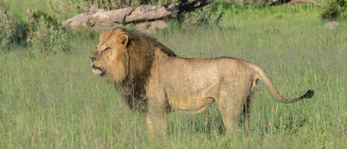 Machaba Kiri Camp Lion