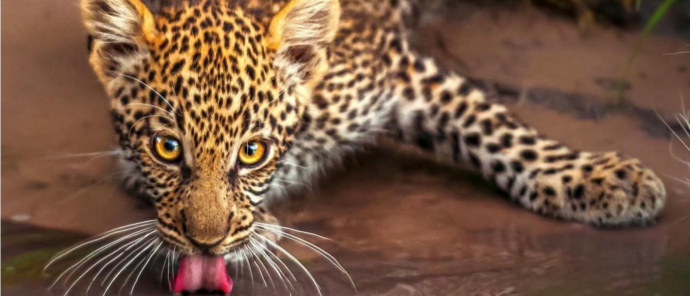 Machaba Camp Wildlife Sightings March 2026 Leopard Cub Drinking Water