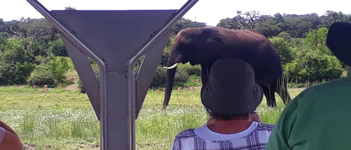 Machaba Botswana Chobe Ngoma Sighting February 2020 Elephant Machaba Botswana Chobe Ngoma Sighting February 2020 Elephant