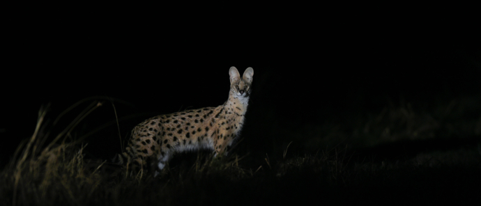 Machaba Camp Wildlife Sightings Aug 23 Serval Machaba Camp Wildlife Sightings Aug 23 Serval