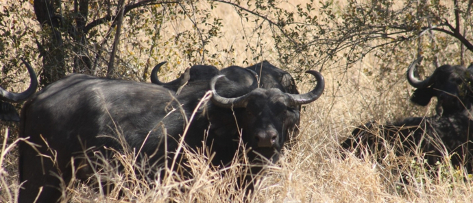 Machaba Deteema Springs Camp Wildlife Sightings August 2025 Herd Of Massive Buffalo Machaba Deteema Springs Camp Wildlife Sightings August 2025 Herd Of Massive Buffalo