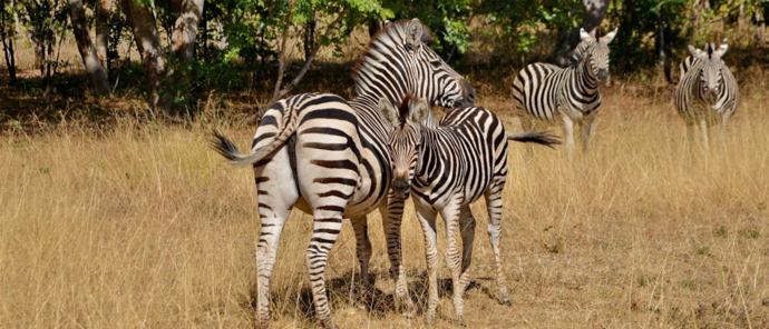 Machaba Chobe National Park Zebra Sighting On Safari Machaba Chobe National Park Zebra Sighting On Safari