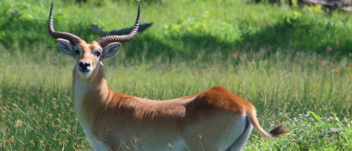 Machaba Gomoti Plains Camp Wildlife Sightings December 2025 Red Lechwe