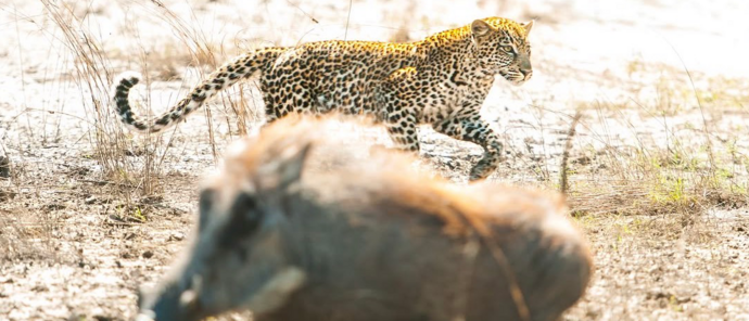 Machaba Camp Wildlife Sightings August 2026 Leopard Hunting Leopard