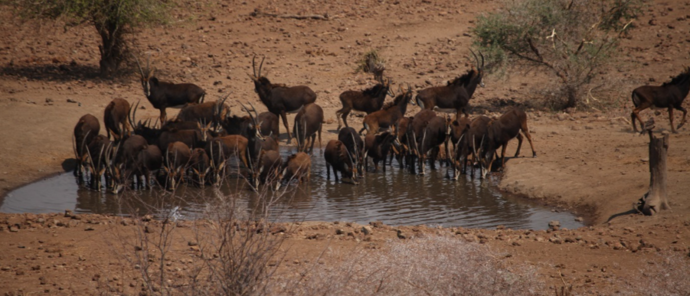 Botswana Chobe Ngoma Safari Lodge Sightings Kudus 2019 October Botswana Chobe Ngoma Safari Lodge Sightings Kudus 2019 October