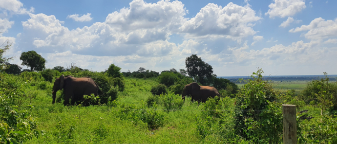 Machaba Botswana Chobe Ngoma Sighting January 2020 Elephants Machaba Botswana Chobe Ngoma Sighting January 2020 Elephants