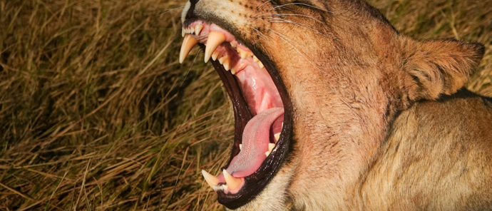 Machaba Camp Botswana Wildlife Stories July 2022 Female Lion Machaba Camp Botswana Wildlife Stories July 2022 Female Lion