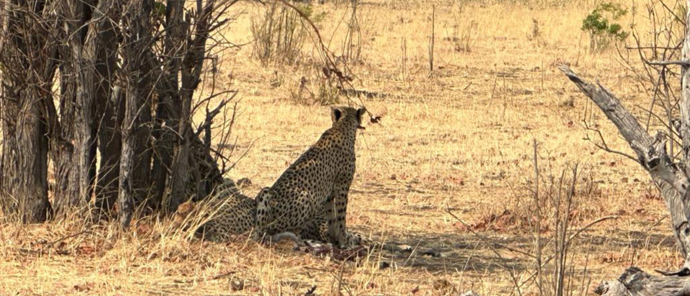 Machaba Safaris Deteema Springs Cheetah Machaba Safaris Deteema Springs Cheetah