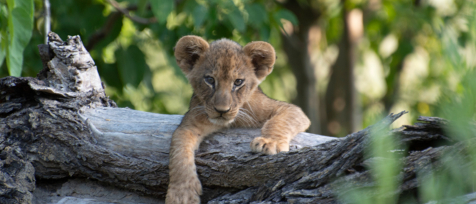 Okavango Delta Wildlife Sightings Kiri Camp Feb 2024 Lion Cub Okavango Delta Wildlife Sightings Kiri Camp Feb 2024 Lion Cub