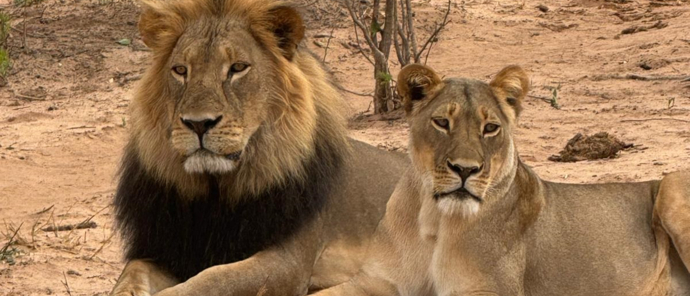 Machaba Gomoti Verneys Camp November Sightings Lion Mating Pair Machaba Gomoti Verneys Camp November Sightings Lion Mating Pair