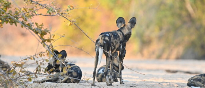 Machaba Ingwe Pan Review Wild Dog Machaba Ingwe Pan Review Wild Dog